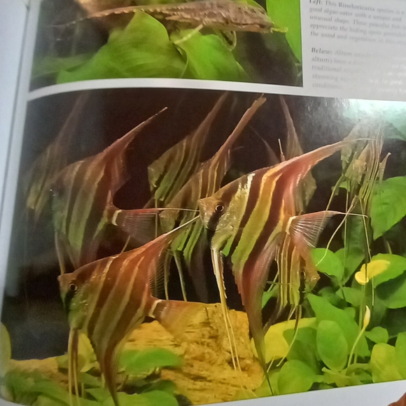 Aquarium Designs Inspired by Nature. Hardback - Picture 10 of 14